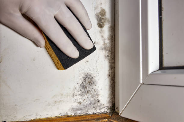 Professional Mold Removal in St Cloud, MN
